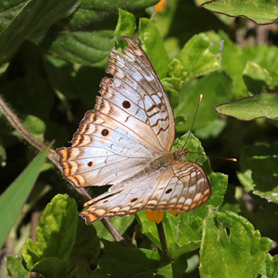 White peacock Butterfly